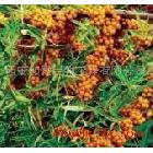 供應植物免煎粉HL-MJF優質沙棘黃酮10%-40%