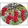 質(zhì)優(yōu)價(jià)廉的五味子提取物，五味子總素，植物提取物