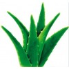 質(zhì)優(yōu)價廉的蘆薈提取物，蘆薈甙，植物提取物