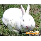 供應獺兔 優質獺兔 獺兔皮 獺兔皮草