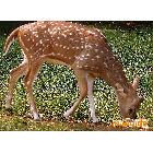 供應 特種動物  梅花鹿，火雞，狼，大雁、水貂、狐貍，野鴨，野