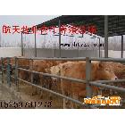 供應魯西黃牛中國肉牛養殖業 肉牛養殖如何