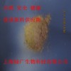 硒化卡拉膠，硒化卡拉膠品牌，硒化卡拉膠上海供應商