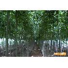 白蠟樹綠化喬木、白臘盆景、對節白臘盆景