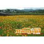 供應大量批發出售草花 百日草 建強花卉苗木生產基地