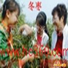 供應香梨 供應紅提批發  求購帖字紅富士蘋果 紅富士葡萄膨大處理