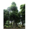 供應(yīng)益陽(yáng)大型香樟樹(shù)