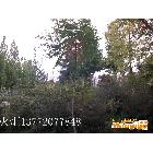供應火炬樹火炬1----8cm大量供應優質火炬1----8