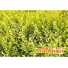 供應(yīng)花卉盆景-銀杏，雪松，蜀檜，刺柏，金葉女貞