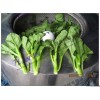 供應菜心甩干機，榨菜甩干機，成都特價蔬菜甩干機馬上擁有