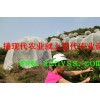 楊梅防蟲網罩3*3*3供應