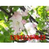新品種海棠，各種規(guī)格西府海棠，西府海棠小苗價格