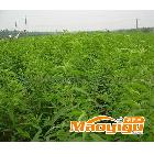 供應德宇1.0桃樹苗