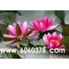 睡蓮，優(yōu)質(zhì)睡蓮，成活率高，花色好，品種多！