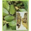 供應金銀花提取物，異綠原酸A，異綠原酸B，異綠原酸C