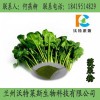 菠菜粉 菠菜提取物營養代餐粉原料