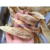 新聞:漁家老廖魚膠是真的嗎|魚膠市場價|野生魚膠的價格