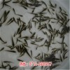 新聞:湖北喜蛙蛙生態農業泥鰍養殖_泥鰍魚的養殖方法(在線咨詢