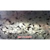 湖北喜蛙蛙生態(tài)農業(yè)黑斑蛙養(yǎng)殖怎么養(yǎng)殖青蛙(推薦商家)(圖)-
