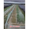 新聞:湖北喜蛙蛙生態農業黑斑蛙養殖養殖青蛙多少錢一斤-湖北喜
