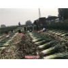 唐山玉田縣長白大蔥基地(在線咨詢)-河北定州蔬菜代辦