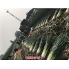 河北唐山蔬菜出口公司(優質商家)-河北玉田鐵桿大蔥供應商