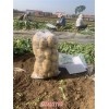 新聞:定州馬鈴薯代收-河北樂亭出口土豆種植基地(優質商家)