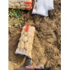 新聞:河北唐山洋芋供應商(查看)_豐南洋芋供應商(歡迎進入
