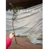 新聞:新鮮油柿子苗_金蛋子種苗哪里有賣(mài)(查看)_批發(fā)油柿子種