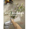 批發胡頹子種苗_胡禿子種苗價格行情(推薦閱讀)-出售胡禿子苗
