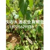 新聞:供應翡翠豆腐苗_豆腐柴苗批發價格-出售神仙豆腐樹苗_斑