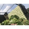 新聞:秦皇島昌黎紫白菜批發