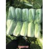 新聞:河北灤南出口白菜批發(優質商家)_河北昌黎大白菜基地(