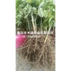 新聞:新鮮黃蠟瓜種苗_五葉木通苗批發價格