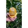 新聞:新鮮九月黃金蕉苗_黃蠟瓜苗價格-批發五葉木通苗_黃蠟瓜