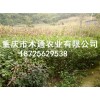 批發斑鳩扎豆腐苗_豆腐柴苗批發(查看)-批發觀音豆腐樹苗_翡