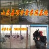 甘肅省張掖常年回收非洲鴕鳥，有鴕鳥的來換錢了聯系電話13173175