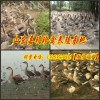百色常年大量回收非洲鴕鳥，有鴕鳥的來換錢了聯系電話1317317555