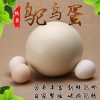 和田常年大量回收非洲鴕鳥，有鴕鳥的來換錢了聯系電話1317317555