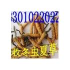 求購冬蟲夏草最高價回收濟南+東營+淄博+濰坊+煙臺蟲草上門回收山東省蟲草